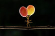 Amazing ants carry fruit heavier than their bodies, Amazing strong ant