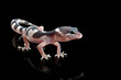 Baby Leaopard gecko closeup in reflection with black background, Baby gecko closeup on black background, animal closeup