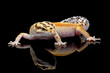 Eublepharis macularius red stripe closeup on isolated background,  leopard gecko 