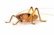 Giant cricket on sia ferox insect on isolated background, Giant cricket closeup on isolated background 