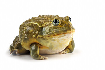 Wall Mural - the african giant bullfrog (pyxicephalus adspersus) closeup, juvenile african giant bullfrog on isol