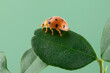 Ladybug on green leaf with isolated background, Ladybug on green leaf