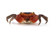 Male red apple crab or chameleon crab closeup on white background, Red apple on isolated background