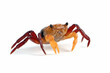 Lepidothelphusa menneri on isolated background, Indonesian new crab (three color) closeup, Lepidothelphusa menneri crab 