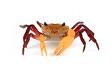 Fototapeta Zwierzęta - Lepidothelphusa menneri on isolated background, Indonesian new crab (three color) closeup, Lepidothelphusa menneri crab 