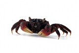 Fototapeta Zwierzęta - Closeup neosarmatium asiaticum crab on isolated background, Neosarmatium asiaticum crab