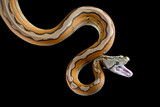 Fototapeta Zwierzęta - Orange Glow Motley Reticulated Python (Malayopython reticulatus), Reticulatus python snake on black background