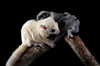 The Sugar Glider Leucistic (Petaurus breviceps) is holding the baby on branch, The Sugar Glider Leucistic (Petaurus breviceps) on branch with isolated background