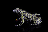 Fototapeta Zwierzęta - Fire belly toad closeup on reflection, Oriental fire-bellied toad (Bombina orientalis) female, animal closeup