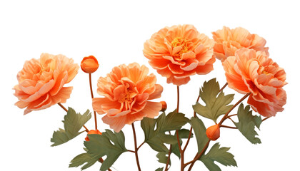 Wall Mural - orange flowers isolated on transparent background cutout