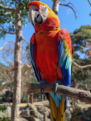 Canvas Print - blue and yellow macaw