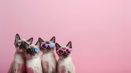 Wall Mural - Creative animal concept. Group of Siamese cat kitty kitten friends in sunglass shade glasses isolated on solid pastel background, commercial, editorial advertisement, copy text space