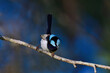 © Tony Zuvela  - Australian adult male Superb Fairy-wren -Malurus cyaneus- perched branch blurry blue bokeh background