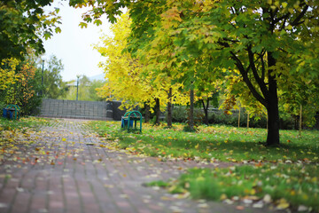 Wall Mural - Beautiful autumn landscape with yellow trees and sun. Colorful foliage in the park. Falling leaves natural background