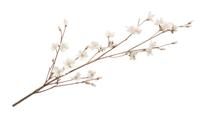 white branch of willow isolated on transparent background cutout