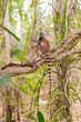 Africa, Madagascar, Anosy, Berenty Reserve. Ring-tailed lemur, Lemur catta. Portrait