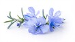 Vibrant blue rosemary blossoms on a blank canvas.