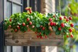 Cultivated strawberries in a container. Blooming berry plant in potted planter suspended on patio.