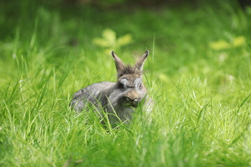 Wall Mural - gray rabbit on a green lawn