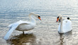 Swans swim in the lake