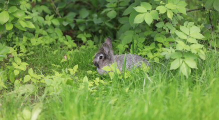 Wall Mural - gray rabbit on a green lawn