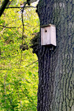 Fototapeta  - Budka lęgowa dla ptaków na drzewie