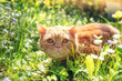 Cat on nature outdoors. A funny red cat is resting in the garden on the grass on a sunny summer day