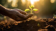 hands with seedlings on sunset background. Spring concept, nature and care.