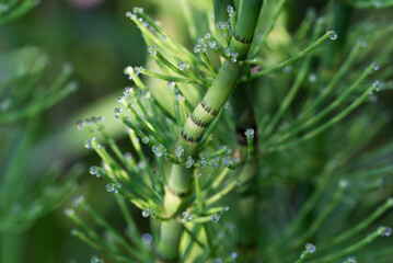 Wall Mural - Equisetum fluviatile, water horsetail stem closeup selective focus