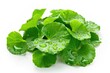 Fresh Green Centella Asiatica Leaf with Water Droplets Isolated on White Background - Herbal Plant