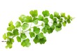Closeup of MaidenHair Fern Leaves Isolated on White Background - Natural Tropical Foliage in Spring