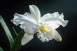 Cattleya Orchid: White Blooming Beauty in the Tropical Flora of Nature