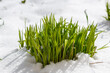 Bright green young shoots of plants in the snow in early spring