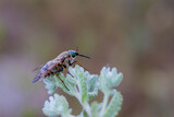 Fototapeta  - Large brown horsefly (Horsefly, Tabanus) on the plant