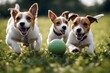© akkash jpg - 'small ball two togehter russell running dogs jack playing terrier meadow dog toy nature walking forward play run happy pack group game many background free space copy banner panorama horizontal'