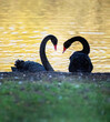 Black swan couple preening by the lake. Autumn leaf colour reflected in the water.
