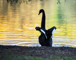 A black swan flapping wings. Autumn leaf colour reflected in the water. Western Springs Park. Auckland.