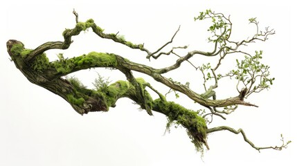 moss-covered tree branch cut out hyper realistic