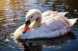 A white swan is swimming in a body of water