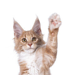 Head shot of cute creme with white Maine Coon cat kitten, sitting up with paw high in air making high five gesture. Isolated on a white background.