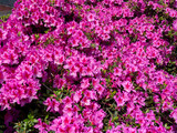 Fototapeta  - Pink flowers of azalea in full bloom in spring. Intense bright pink color. A beautiful spring scene. Rhododendron simsii