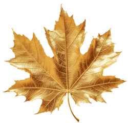 gold maple leaf