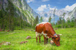 Alpine meadow with cows and rustic houses in Berchtesgaden National Park