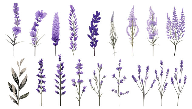 Set of violet lavender flowers elements. Collection of lavender flowers on a isolated white background. Vector illustration bundle for wedding invitation and greeting card.