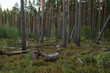 Summer pine forest after forest fire on a warm day with lots of greenery and bilberries