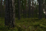 Fototapeta Koty - Summer pine forest after forest fire on a warm day with lots of greenery and bilberries