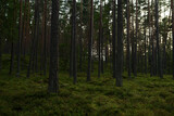 Fototapeta Koty - Summer pine forest on a warm day with lots of greenery and bilberries