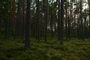  Summer pine forest on a warm day with lots of greenery and bilberries