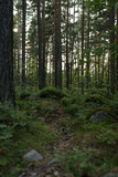 Fototapeta Koty - Summer pine forest on a warm day with lots of greenery and bilberries