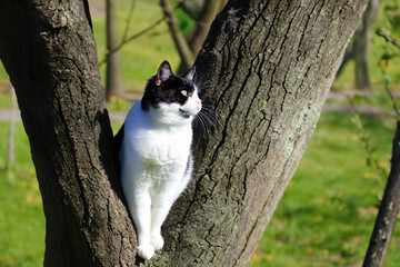 Wall Mural - cat on the tree. big fluffy black and white cat sitting on a high tree, animal concept